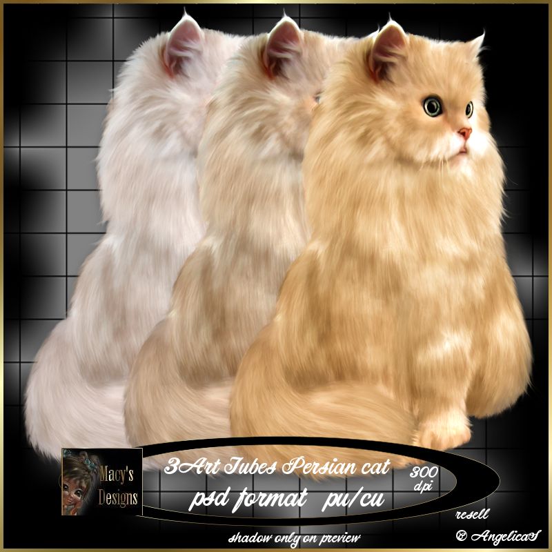 Persian Cat - Click Image to Close